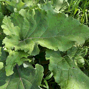 A mass of large leaves with unclear, wobbly edges. Each 2 hands in size