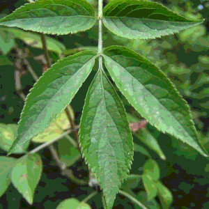 a single branch of 5 leaves, each slightly narrow with slightly jagged edges