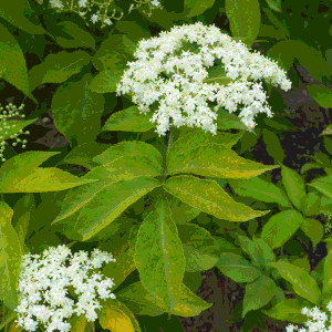 umberlifferous white flowers surrounded by branches with sets of 7 leaves