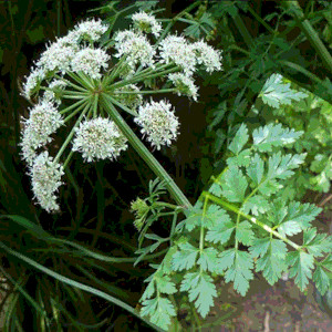 A plant with umbelliferous flowers and parsley type leaves