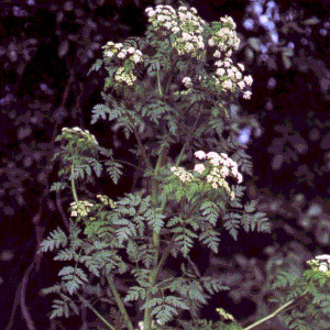A plant with umbelliferous flowers and parsley type leaves